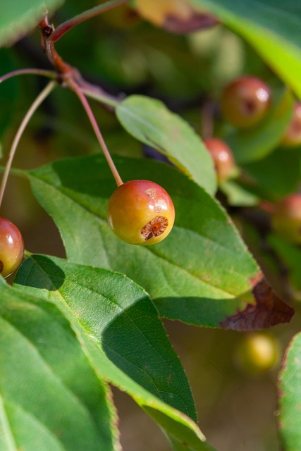 为意甲联赛 为意甲联赛